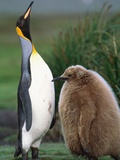 King Penguin Adult and Chick