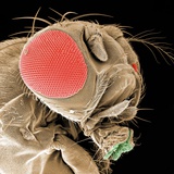 Buy Head of a Fruit Fly at AllPosters.com