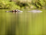 Hippopotamus Submerged in Natural Pool