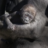 Baby Gorilla Being Held by Mother Fotografie-Druck
