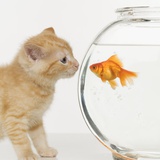 Kitten and Goldfish Looking at Each Other