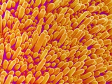 Outer Cells on Petal of Cymbidium Plant