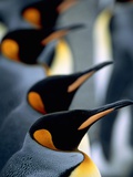 Buy Group of king penguins at AllPosters.com