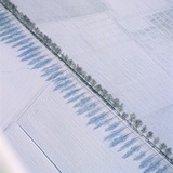 Row of trees casting a shadow along a country road