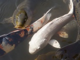 Kois in Pond