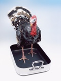 Buy Turkey Standing in Cooking Pan at AllPosters.com