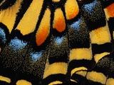 Close-Up of Anise Swallowtail
