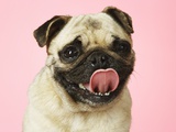 Pug