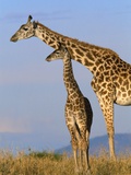 Masai Giraffes