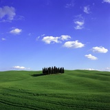 Cypress trees, Tuscany, Italy (near Torrenieri)