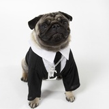 Pug Wearing Shirt, Tie and Necklace