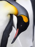 King Penguin