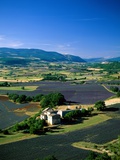 Lavender Fields and Green Valley