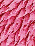 Tongue of a Rat