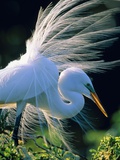 Buy Great egret at AllPosters.com
