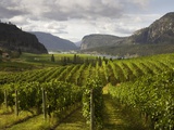 Landscape of Winery