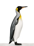 King penguin