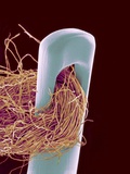 Buy Head of Threaded Needle at AllPosters.com