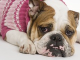 Bulldog wearing a sweater