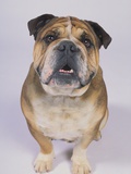 English Bulldog