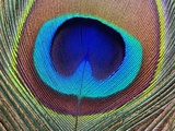 Peacock Feather