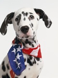 Dalmatian Wearing Bandanna