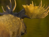 Close-Up of Moose Bull with Large Antlers