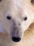 Buy Polar bear at AllPosters.com