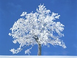 Buy Single beech in the black forest, Germany at AllPosters.com