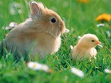 Chick and pygmy rabbit in the grass