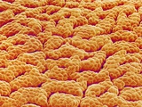 Mucous Membrane from Stomach of a Rat