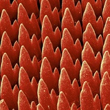 Buy Snail Teeth at AllPosters.com