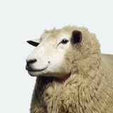 Buy Wooly Sheep at AllPosters.com