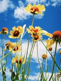 Buy Wildflowers at AllPosters.com