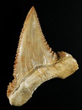 Buy Tooth from Great White Shark at AllPosters.com