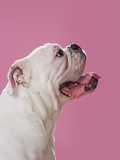 Profile of a bulldog