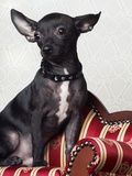 Black chihuahua perking his ears