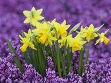 Yellow Daffodils in Purple Heather