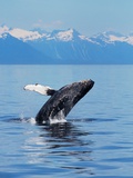 A Breaching Humpback Whale in Alaska