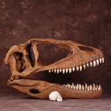 Buy Carcharodontosaurus Skull with Human Skull at AllPosters.com