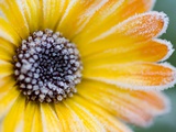 Buy Frost on Wild Aster at AllPosters.com