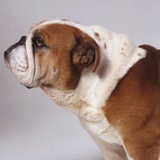 Bulldog