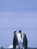 King Penguins Having a Meeting