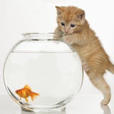 Buy Kitten trying to get at a goldfish at AllPosters.com
