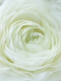 Close-up of White Flower