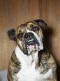 Portrait of Bulldog
