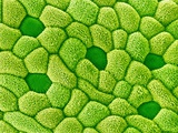 Buy Stamen of Heartleaf Plant at AllPosters.com