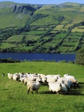 Sheep, Benbulben, Co Sligo, Ireland