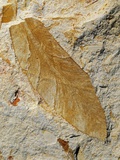 Buy Fossil Leaf of Seed Fern at AllPosters.com