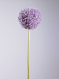 Persian onion Photographic Print